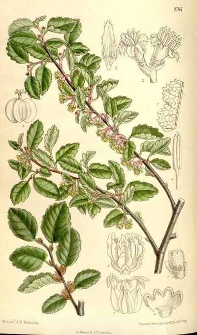 Nothofagus antarctica by J.N. Fitch